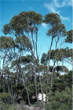 APII jpeg image of Eucalyptus indurata  © contact APII