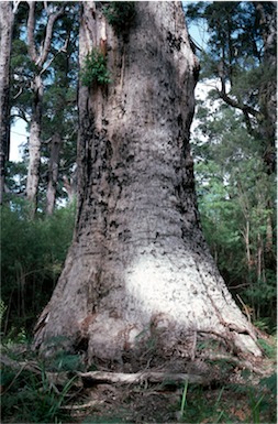 APII jpeg image of Eucalyptus jacksonii  © contact APII