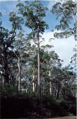 APII jpeg image of Eucalyptus jacksonii  © contact APII