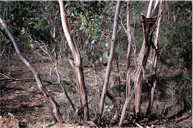 APII jpeg image of Eucalyptus kessellii  © contact APII