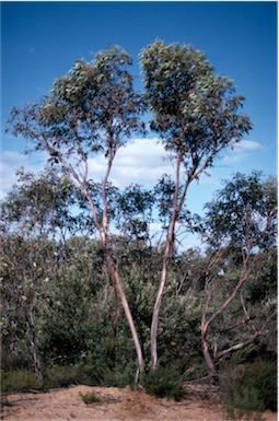 APII jpeg image of Eucalyptus kessellii  © contact APII