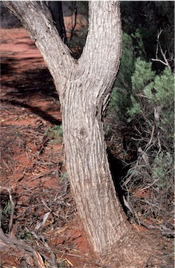 APII jpeg image of Eucalyptus kochii subsp. plenissima  © contact APII