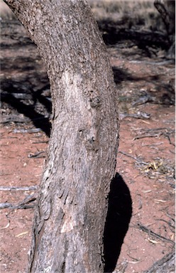 APII jpeg image of Eucalyptus largiflorens  © contact APII