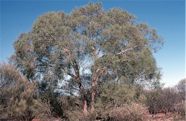 APII jpeg image of Corymbia lenziana  © contact APII