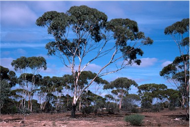 APII jpeg image of Eucalyptus lesouefii  © contact APII