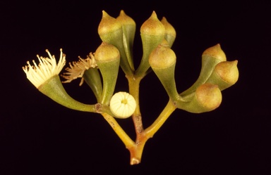 APII jpeg image of Eucalyptus loxophleba subsp. gratiae  © contact APII