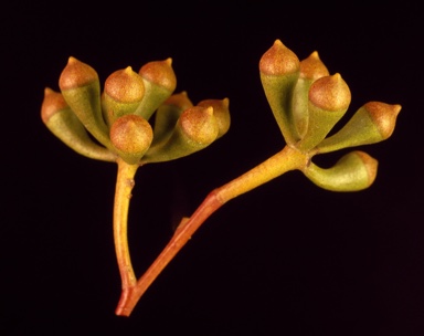 APII jpeg image of Eucalyptus loxophleba subsp. gratiae  © contact APII