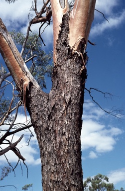 APII jpeg image of Eucalyptus loxophleba subsp. supralaevis  © contact APII