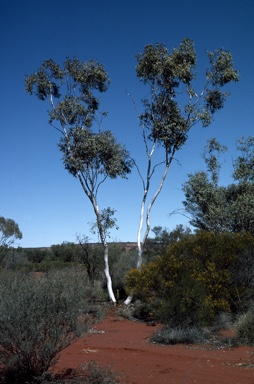 APII jpeg image of Eucalyptus lucasii  © contact APII