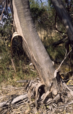 APII jpeg image of Eucalyptus angulosa  © contact APII