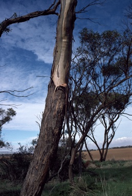 APII jpeg image of Eucalyptus brachycalyx  © contact APII