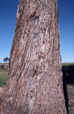 APII jpeg image of Eucalyptus carnea  © contact APII