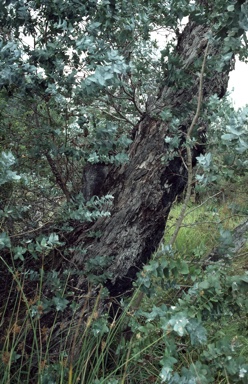 APII jpeg image of Eucalyptus crenulata  © contact APII