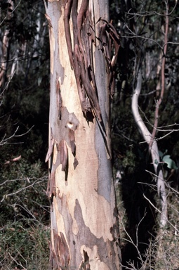 APII jpeg image of Eucalyptus elaeophloia  © contact APII