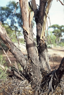 APII jpeg image of Eucalyptus oleosa subsp. oleosa  © contact APII