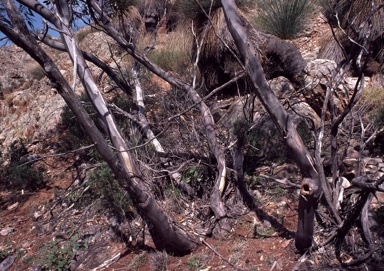 APII jpeg image of Eucalyptus flindersii  © contact APII