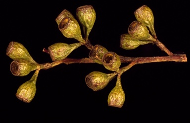 APII jpeg image of Eucalyptus gracilis  © contact APII