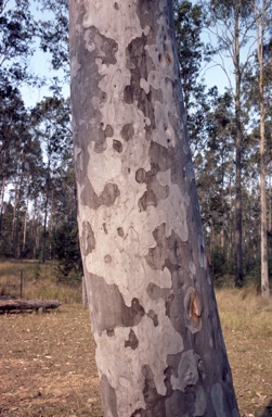 APII jpeg image of Corymbia henryi  © contact APII