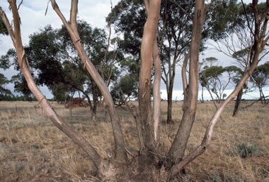 APII jpeg image of Eucalyptus leptophylla  © contact APII