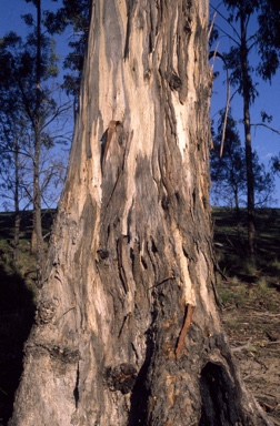 APII jpeg image of Eucalyptus globulus subsp. maidenii  © contact APII