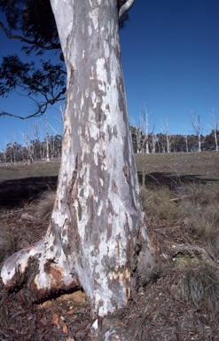 APII jpeg image of Eucalyptus mannifera  © contact APII