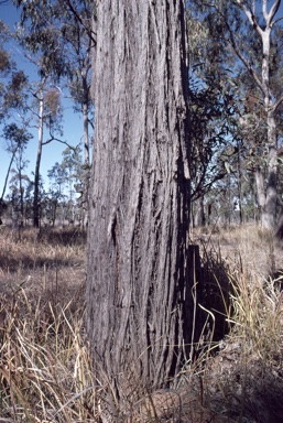 APII jpeg image of Eucalyptus mckieana  © contact APII