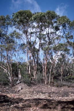 APII jpeg image of Eucalyptus megacornuta  © contact APII