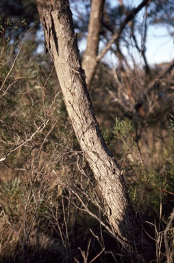 APII jpeg image of Eucalyptus merrickiae  © contact APII