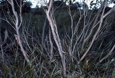 APII jpeg image of Eucalyptus micranthera  © contact APII