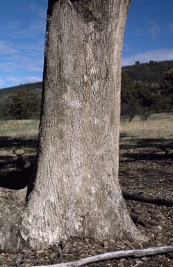 APII jpeg image of Eucalyptus microcarpa  © contact APII