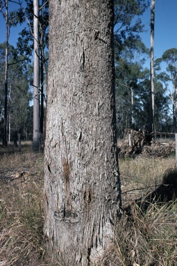 APII jpeg image of Eucalyptus moluccana  © contact APII