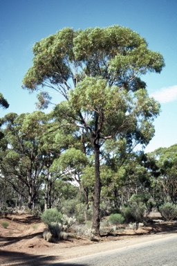 APII jpeg image of Eucalyptus melanoxylon  © contact APII