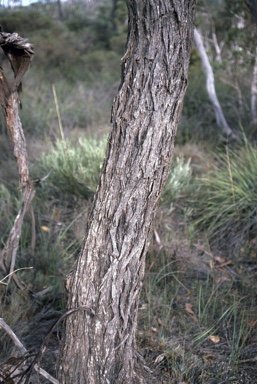 APII jpeg image of Eucalyptus occidentalis  © contact APII