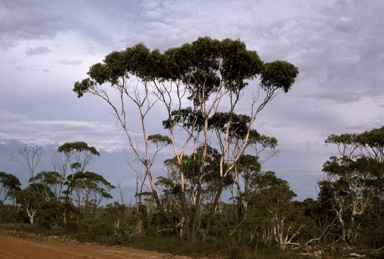 APII jpeg image of Eucalyptus occidentalis  © contact APII