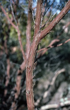 APII jpeg image of Eucalyptus orbifolia  © contact APII