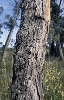 APII jpeg image of Eucalyptus ovata var. grandiflora  © contact APII