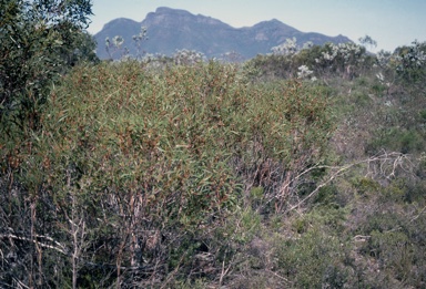 APII jpeg image of Eucalyptus pachyloma  © contact APII