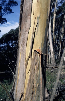 APII jpeg image of Eucalyptus paliformis  © contact APII