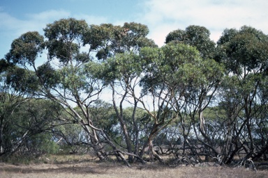 APII jpeg image of Eucalyptus petiolaris  © contact APII