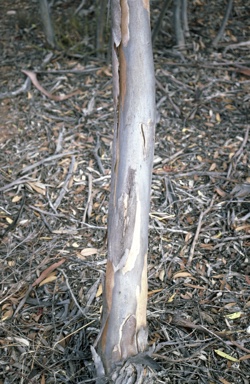 APII jpeg image of Eucalyptus peninsularis  © contact APII