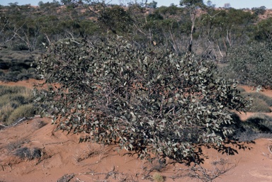 APII jpeg image of Eucalyptus pimpiniana  © contact APII