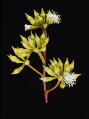 APII jpeg image of Eucalyptus piperita subsp. urceolaris  © contact APII