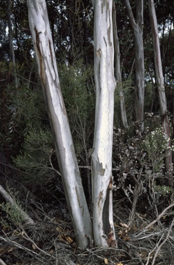 APII jpeg image of Eucalyptus platypus  © contact APII