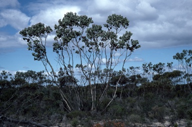 APII jpeg image of Eucalyptus pleurocarpa  © contact APII