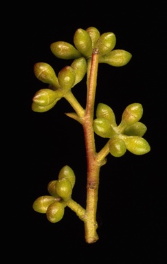 APII jpeg image of Eucalyptus mannifera subsp. praecox  © contact APII