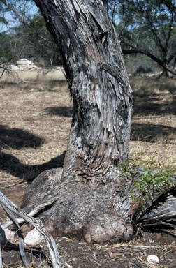 APII jpeg image of Eucalyptus porosa  © contact APII