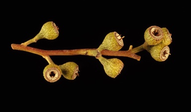 APII jpeg image of Eucalyptus rigidula  © contact APII