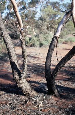 APII jpeg image of Eucalyptus moderata  © contact APII