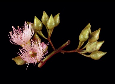 APII jpeg image of Eucalyptus sideroxylon  © contact APII