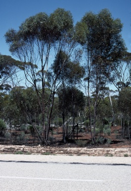 APII jpeg image of Eucalyptus spreta  © contact APII